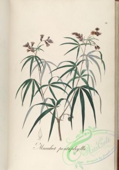 brazilian_plants-00330 - manihot pentaphylla