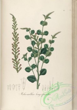 brazilian_plants-00352 - melasanthus longespicatus