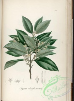 brazilian_plants-00397 - styrax chrysasterum