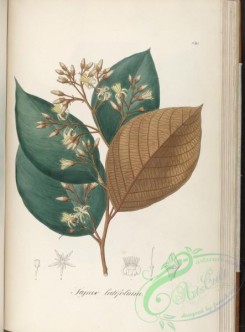 brazilian_plants-00401 - styrax latifolium