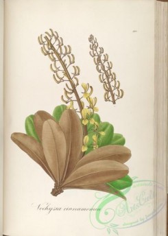 brazilian_plants-00413 - vochysia cinnamomea