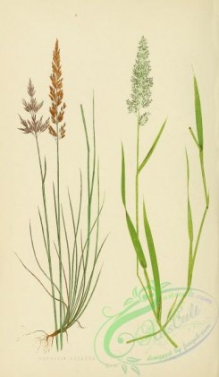 british_grasses-00006 - Bristle-leaved Bent Grass, agrostis setacea, Marsh Bent Grass, agrostis alba