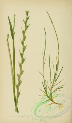 british_grasses-00018 - Darnel or Bearded Rye-Grass, lolium temulentum, Curved Sea Hard-Grass, lepturus incurvatus