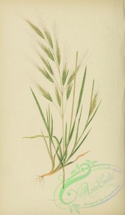 british_grasses-00026 - Great Brome Grass, bromus maximus