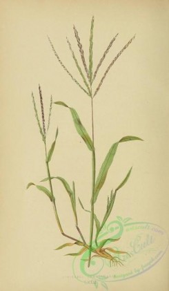 british_grasses-00028 - Hairy Finger Grass, digitaria sanguinalis