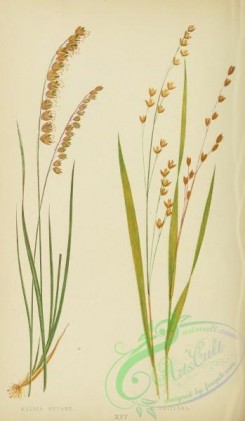 british_grasses-00038 - Mountain Melic Grass, melica nutans, Wood Melic Grass, melica uniflora