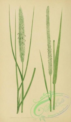 british_grasses-00050 - Sea Reed, ammophila arundinacea, Cat's-tail Grass, phleum pratense