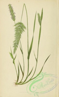 british_grasses-00062 - Sweet-scented Vernal Grass, anthoxanthum odoratum
