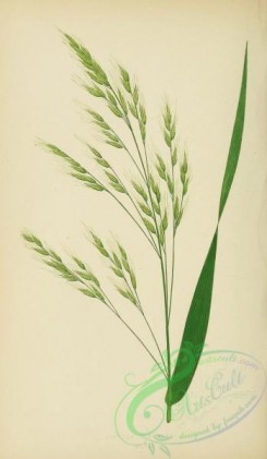 british_grasses-00063 - Tall Bearded Fescue Grass, festuca gigantea