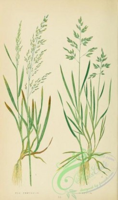 british_grasses-00072 - Wood Meadow-Grass, poa nemoralis, Annual Meadow-Grass, poa annua