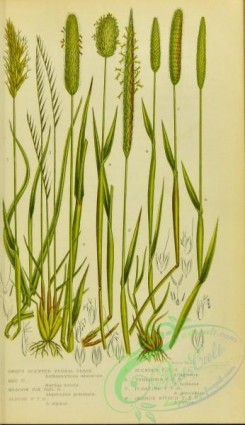 british_grasses-00083 - 009-Sweet Scented Vernal Grass, Meadow Fox tail Grass, Alpine Fox tail Grass, Slender Fox tail Grass, Tuberous Fox tail Grass