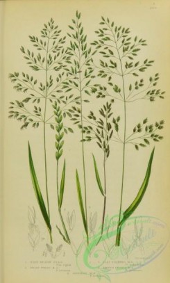 british_grasses-00088 - 014-Hard Meadow Grass, Dwarf Wheat Meadow Grass, Flat Stemmed Meadow Grass, Smooth stalked Meadow Grass, Roughish Meadow Grass, poa rigida, poa loliac