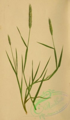 british_grasses-00115 - alopecurus geniculatus