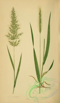 british_grasses-00121 - avena flavescens, hordeum sylvaticum