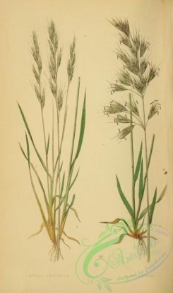 british_grasses-00122 - avena pratensis, avena pubescens