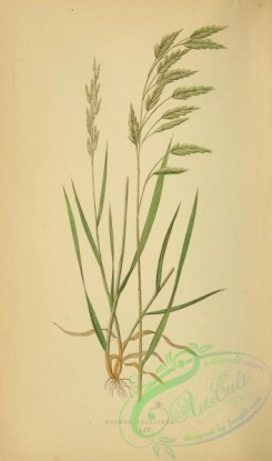 british_grasses-00134 - bromus secalinus