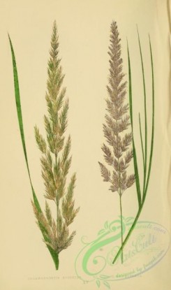 british_grasses-00136 - calamagrostis epigejos, calamagrostis lanceolata