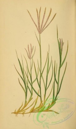 british_grasses-00139 - cynodon dactylon