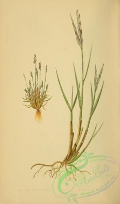 british_grasses-00153 - knappia agrostides, spartina stricta