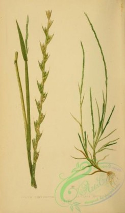 british_grasses-00156 - lolium temulentum, lepturus incurvatus
