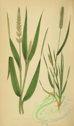british_grasses-00176 - setaria verticillata, setaria viridis