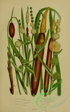 british_plants-00007 - 007-Great Reed Mace, Lesser Reed Mace, Dwarf Reed Mace, Branched Bur Reed, Unbranched Upright Bur Reed, Floating Bur Reed, typha latifo