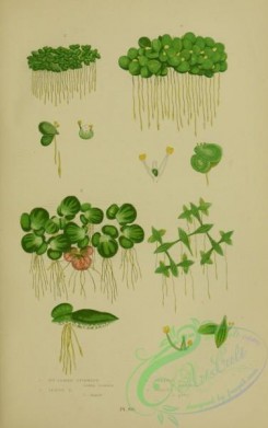 british_plants-00009 - 009-Ivy-ll Duckweed, Lesser Duckweed, Greater Duckweed, Gibbous Duckweed, lemna trisulca, lemna minor, lemna polyrrhiza, lemna gibba