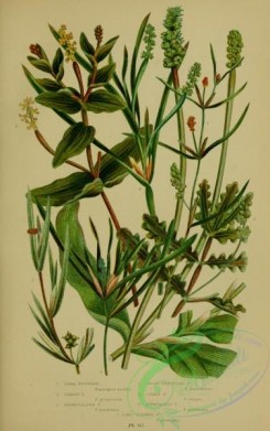 british_plants-00010 - 010-Small Pondweed, Grassy Pondweed, Sharp-ll Pondweed, Grass-Wrack-like Pondweed, Curly Pondweed, Perfoliate Pondweed, Long-stalked Po