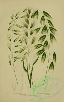 british_plants-00042 - 042-Wild Oat Grass, Bristle Pointed Oat Grass, Narrow leaved Perennial Oat Grass, avena fatua, avena strigosa, avena pratensis