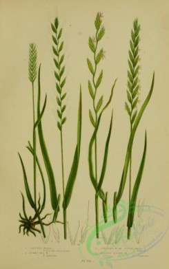 british_plants-00045 - 045-Crested Wheat, Rushy Sea Wheat, Creeping Wheat or Couch Grass, Fibrous Rooted Wheat, triticum cristatum, triticum junceum, triticum repens, triticum cannium