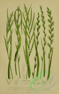 british_plants-00046 - 046-Slender False Brome Grass, Heath False Brome Grass, Perennial Rye Grass, Bearded Rye Grass, Annual Flax Rye Grass, Darnel, brachypo