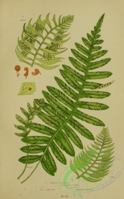 british_plants-00049 - 049-Common Polypody, polypodium vulgare, polypodium vulgare cambricum, polypodium vulgare hibernicum
