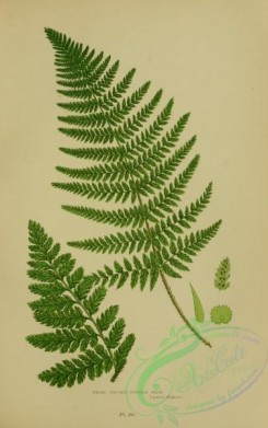 british_plants-00063 - 063-Broad  Prickly-toothed Fern, lastrea dilatata