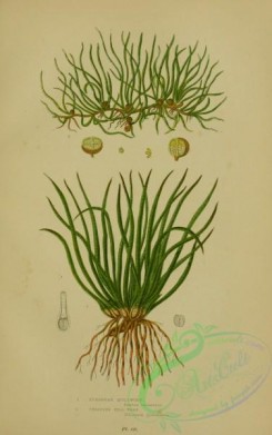 british_plants-00085 - 085-European Quillwort, Creeping Pill-wort, isoetes lacustris, pilularia globulifera
