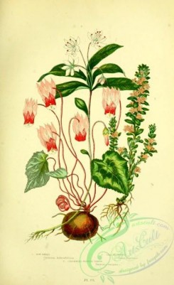 british_plants-00102 - 014-Sow Bread, Sea Milkwort, Chickweed Winter Green, cyclamen hederaefolium, glaux maritima, trientalis europaea