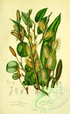 british_plants-00129 - 041-Reticulated Willow, Downy Mountain Willow, Common Osier, Auricled Osier, salix reticulata, salix arenaria, salix viminalis, salix stipularis