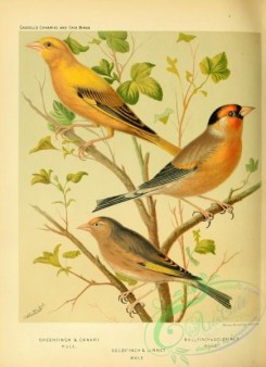 bullfinches-00037 - Greenfinch, Canary, Bullfinch, Goldfinch, Linnet