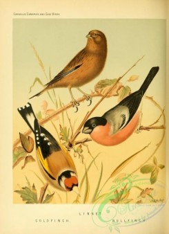 bullfinches-00038 - Linnet, Goldfinch, Bullfinch