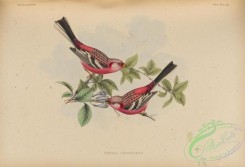 bullfinches-00054 - 072-pyrrhula sanguinolenta