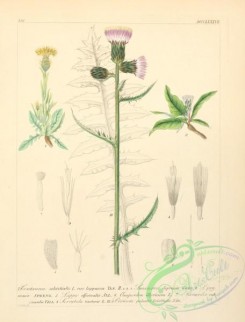 burdock-00034 - centaurea solstitialis, saussurea depressa, saussurea pygmea, lappa officinalis, onopordon illyricum, berardia subtacaulis, serratula tinctoria, cirsium palustri