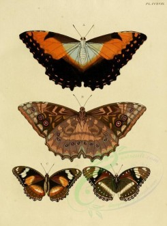 butterflies-02546 - image [1600x2163]