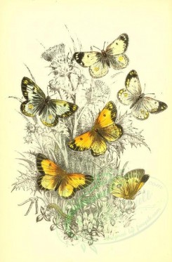 butterflies-05065 - image [1900x2888]