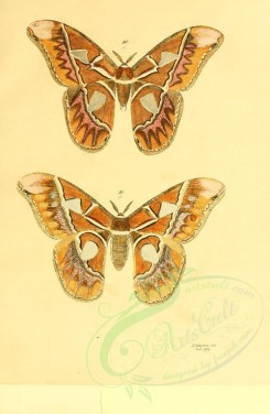butterflies-05371 - image [2451x3764]