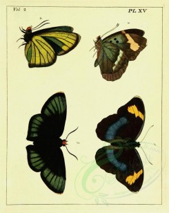 butterflies-05484 - image [2246x2826]