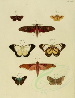 butterflies-06501 - image [2588x3382]