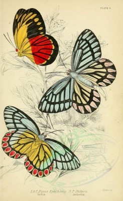 butterflies-07080 - image [1933x3160]