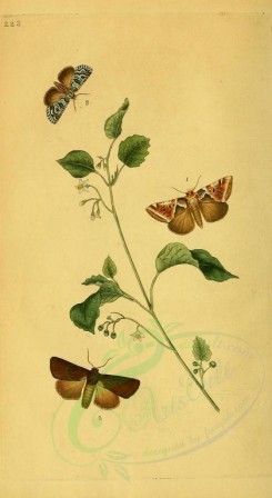 butterflies-08070 - image [1838x3353]