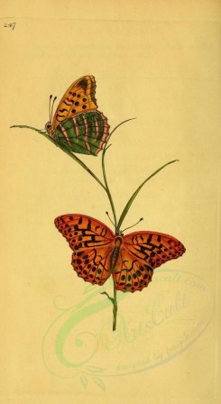 butterflies-08079 - image [1838x3353]