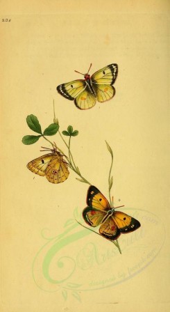 butterflies-08086 - image [1838x3353]