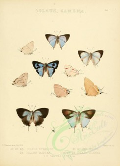 butterflies-09810 - image [2195x3030]